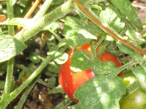 Garden at Pasajcap